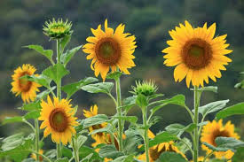 Sunflower Crop