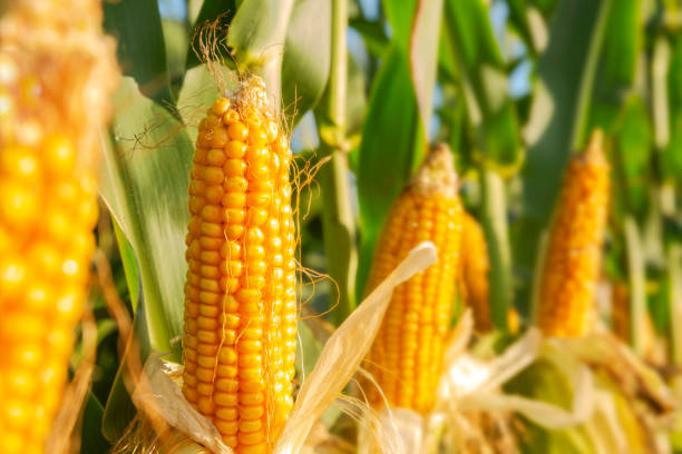 Maize Crop